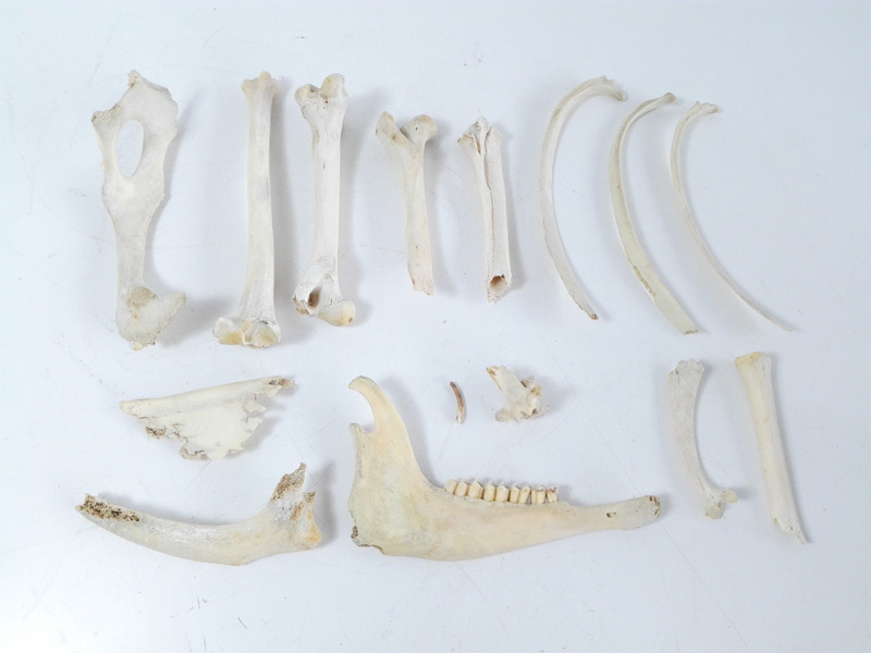 cajas huesos cabra perro fauna taxidermia 1u